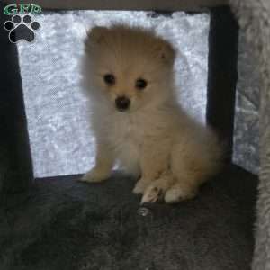 Vicky, Pomeranian Puppy
